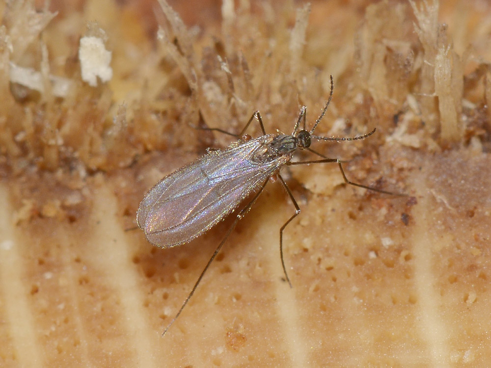 Cecidomyiidae?